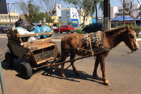 Fim das carroças: proibição avança no Brasil ao unir proteção animal e inclusão social