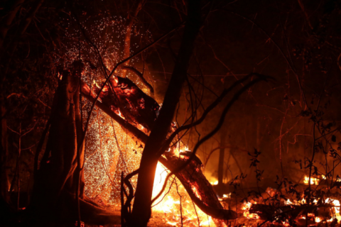 Queimadas no Pantanal sobem 980% em relação a 2023