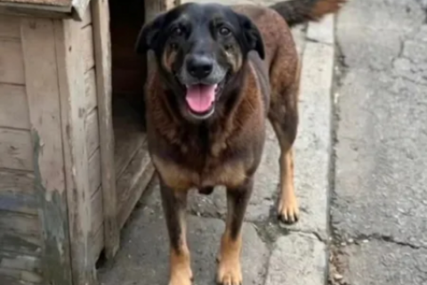 MP-SC diz que cão Orelha não foi morto por adolescentes e arquiva caso