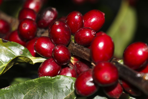 Aeronaves, óleo, café e carne estão fora do tarifaço imposto pelos EUA