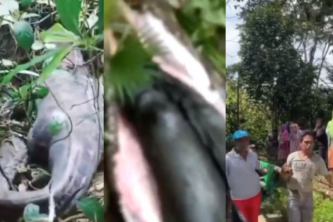 Mulher é engolida por píton de cinco metros na Indonésia