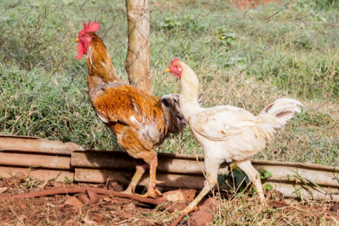 Gripe aviária: sobem de 6 para 10 os casos em investigação; nenhum é em granja comercial