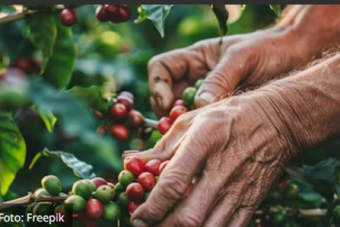 Café em forte alta chega a R$ 2.612,63