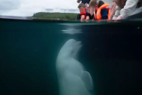 Baleia beluga acusada de ser ‘espiã russa’ é encontrada morta na Noruega  h