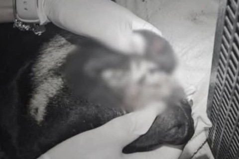 Adolescentes são apreendidos suspeitos de arremessar cão do alto de um prédio em SC