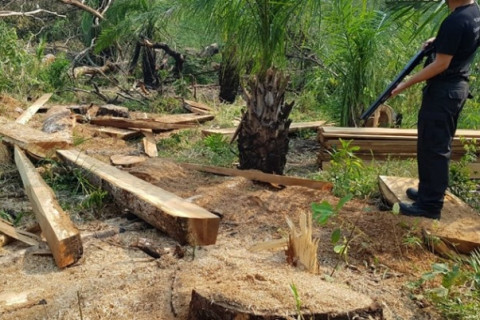 Um terço das árvores no mundo está ameaçada de extinção