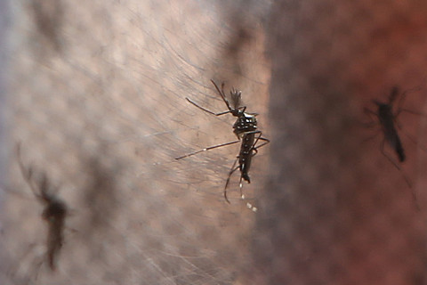 Casos prováveis de dengue no Brasil ultrapassam 5 milhões em 2024