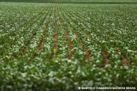 Entenda impasse entre bancada do agro e governo sobre dívidas rurais
