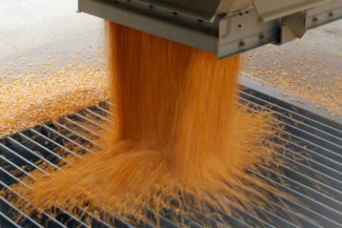 EUA ampliam área colhida de milho e soja, mas USDA reduz projeções de produtividade