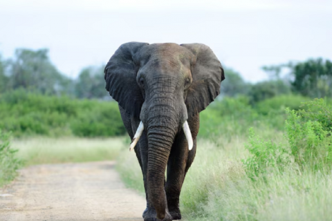 Elefanta mata turistas do Reino Unido e da Nova Zelândia durante safári em parque na África