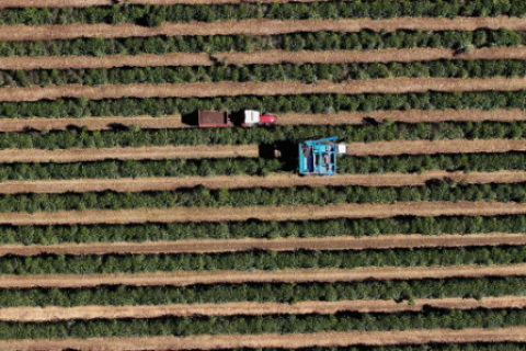 Café brasileiro tem florada precoce e nova safra pode chegar mais cedo