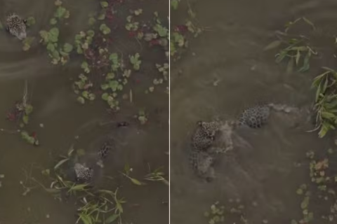 Onça-pintada é flagrada acompanhando filhote durante nado no Pantanal; vídeo