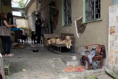 Mulher é presa após 17 cães serem encontrados em condições precárias em Niterói
