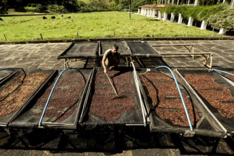 Café brasileiro recupera espaço nos EUA, mas exportações de cafés especiais ainda enfrentam desafios