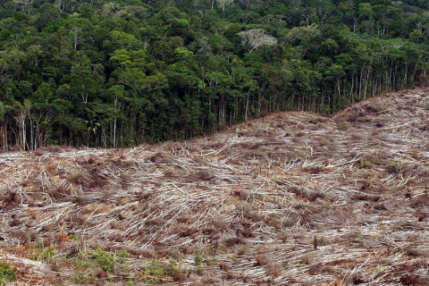 Desmatamento na Amazônia Legal cresce 18% a poucos meses da COP30, diz estudo